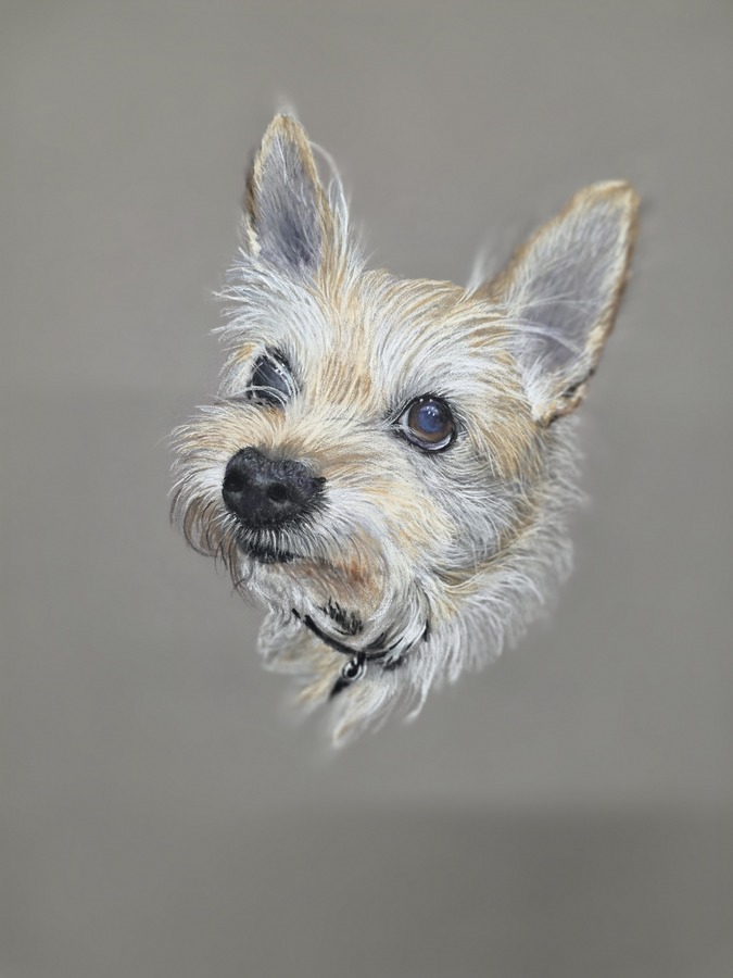 Jenny P Dottie the dog, 15 years old